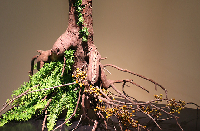 枯れ枝　孔雀ヒバ