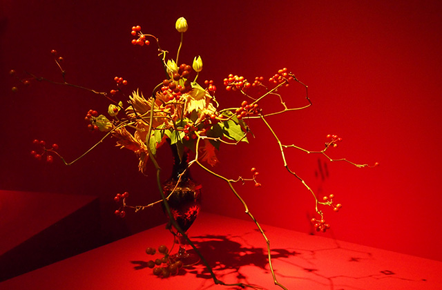 山帰来　ソテツの実